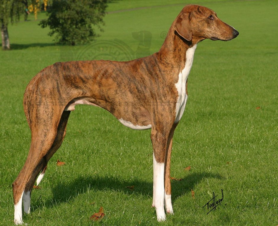 Saluki на человека