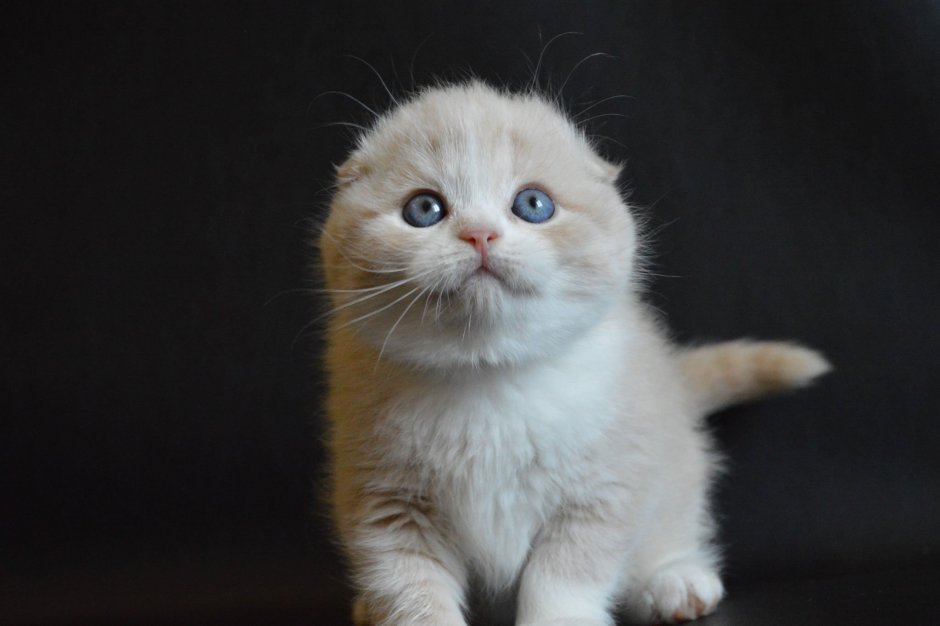 Скоттиш фолд белый