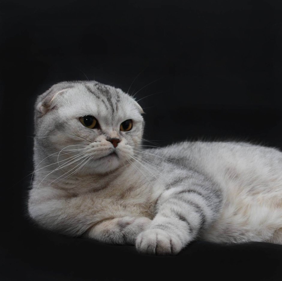 Шотландская вислоухая кошка