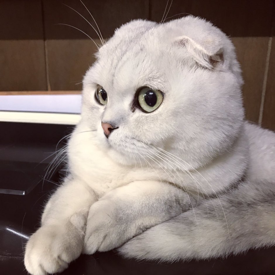 Скоттиш фолд белый