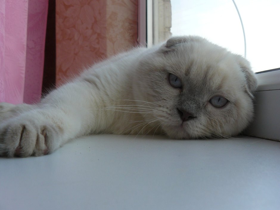 Скоттиш-фолд Шотландская вислоухая кошка белый