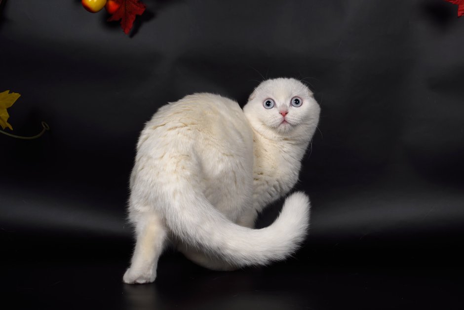 Шотландский вислоухий кот белый