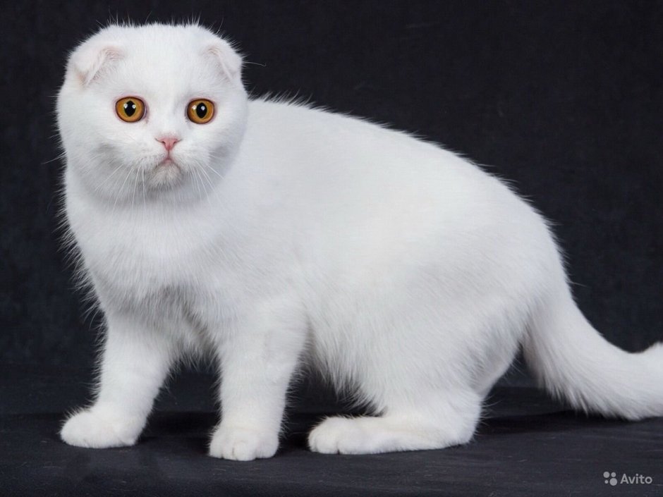 Шотландская вислоухая кошка