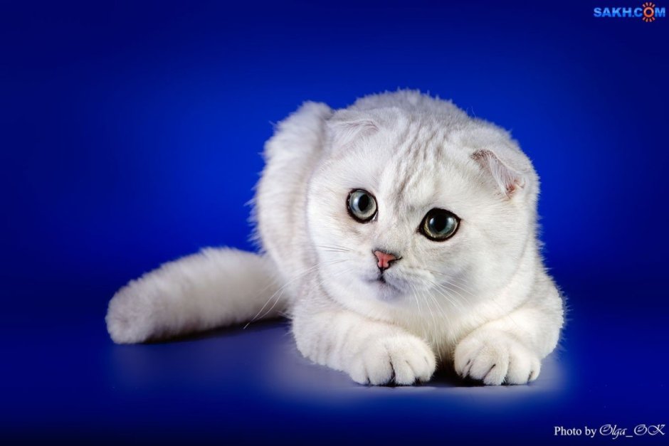Шотландская вислоухая кошка белая
