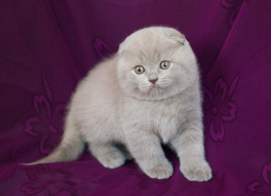 Лиловый шотландский скоттиш фолд