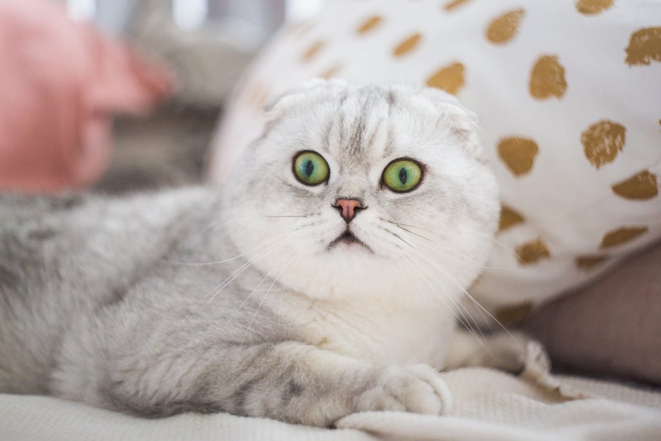 Шотландская вислоухая серебристая шиншилла