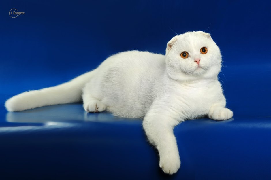 Скоттиш фолд белый