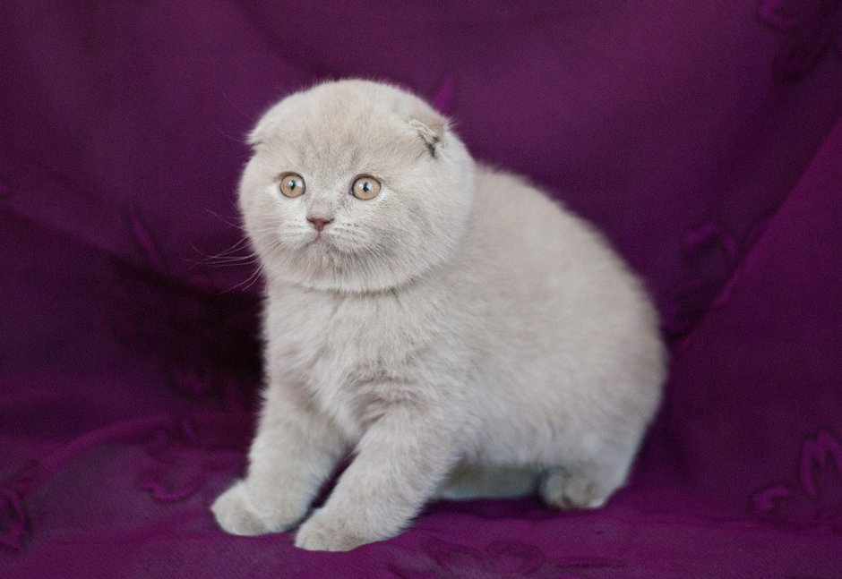 Скоттиш фолд лиловый окрас
