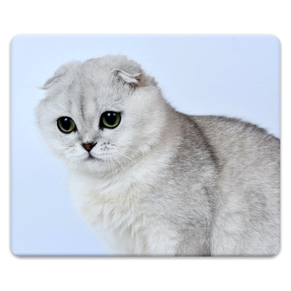 Шотландская серебристая шиншилла