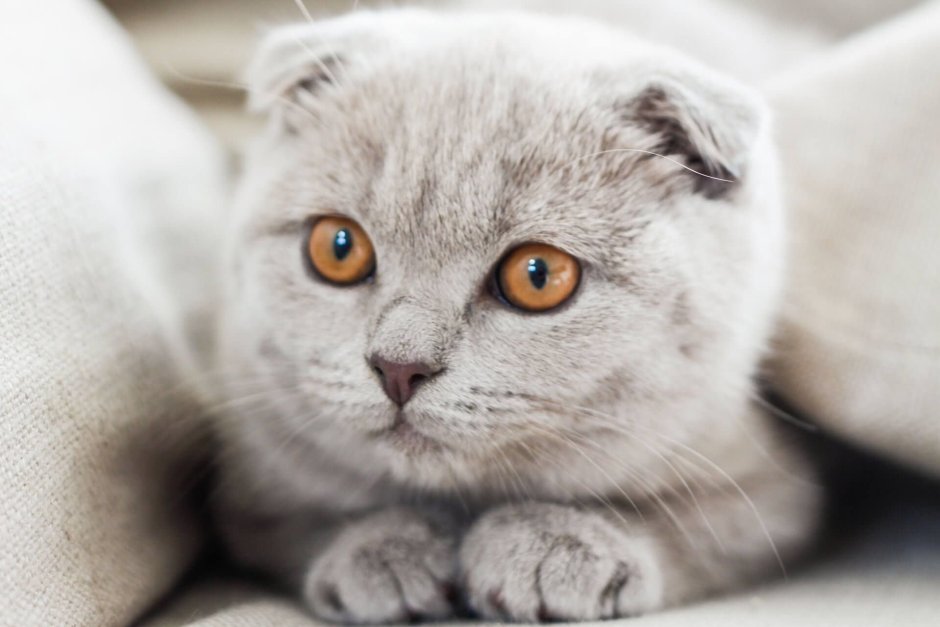Британец кот вислоухий белый