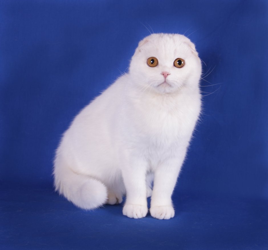 Скоттиш фолд окрасы