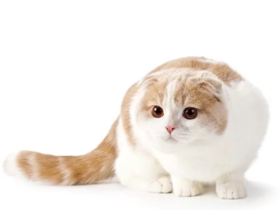 Скоттиш-фолд Шотландская бело-рыжая