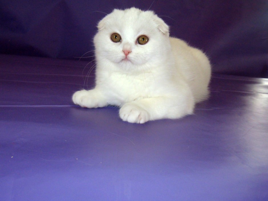 Британская вислоухая белая