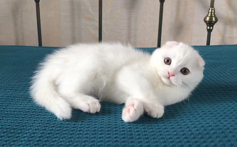 Шотландский вислоухий кот белый