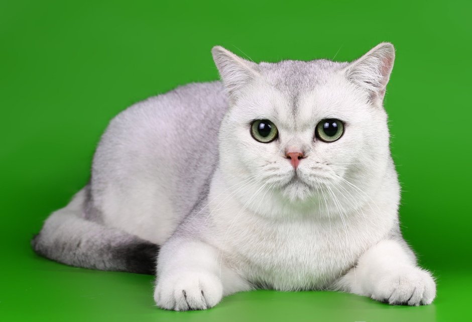 Шотландская прямоухая шиншилла