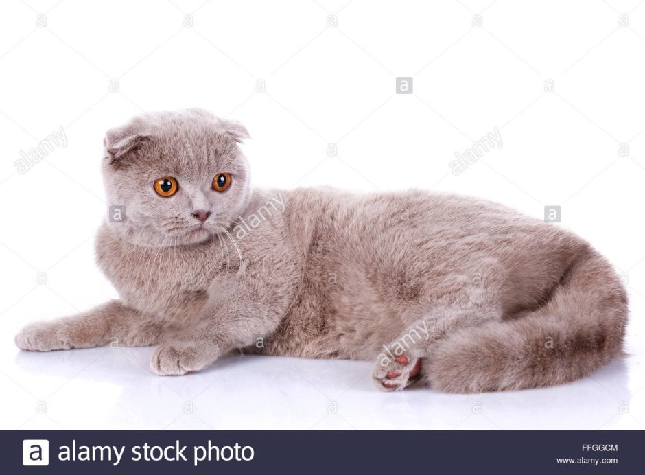 Шотландская вислоухая кошка серая