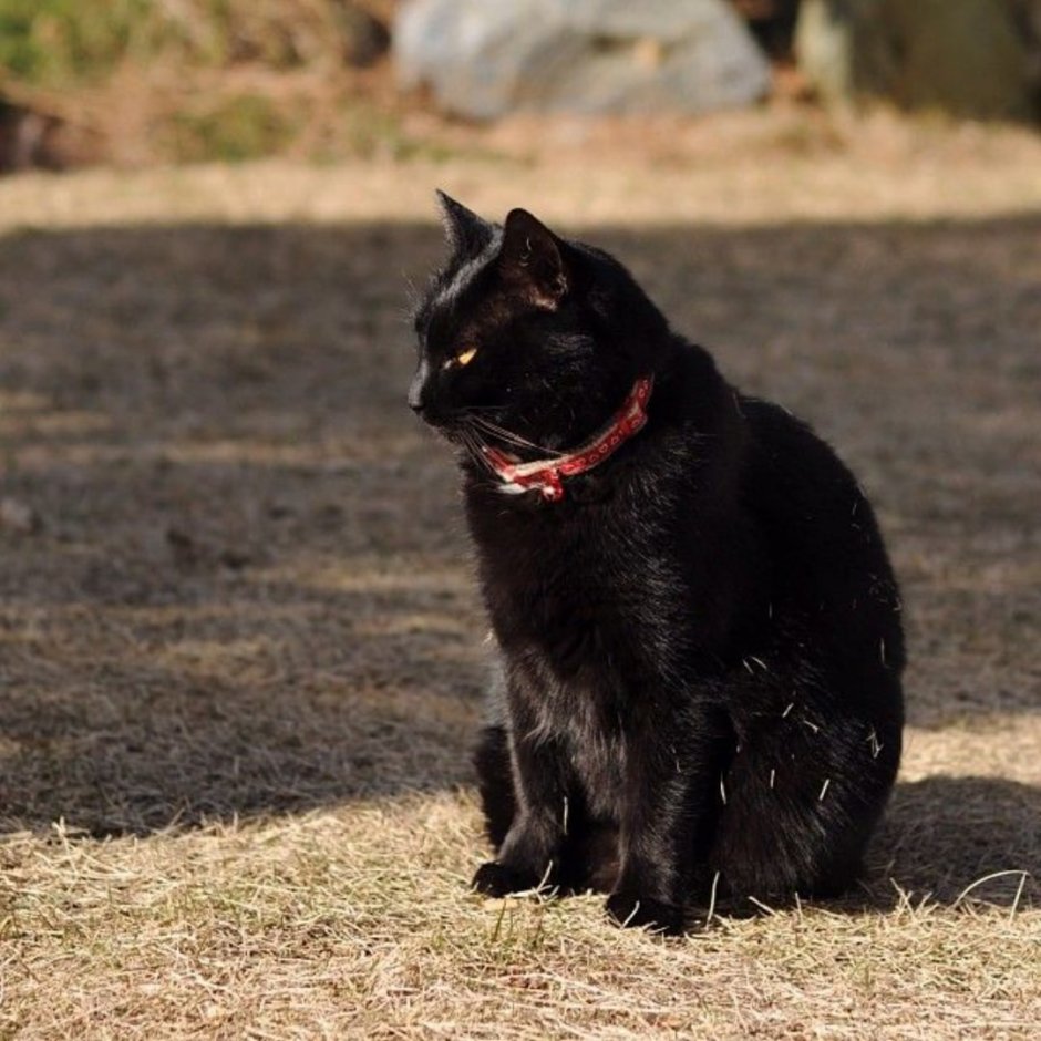 Кошки Аллы Лебедевой