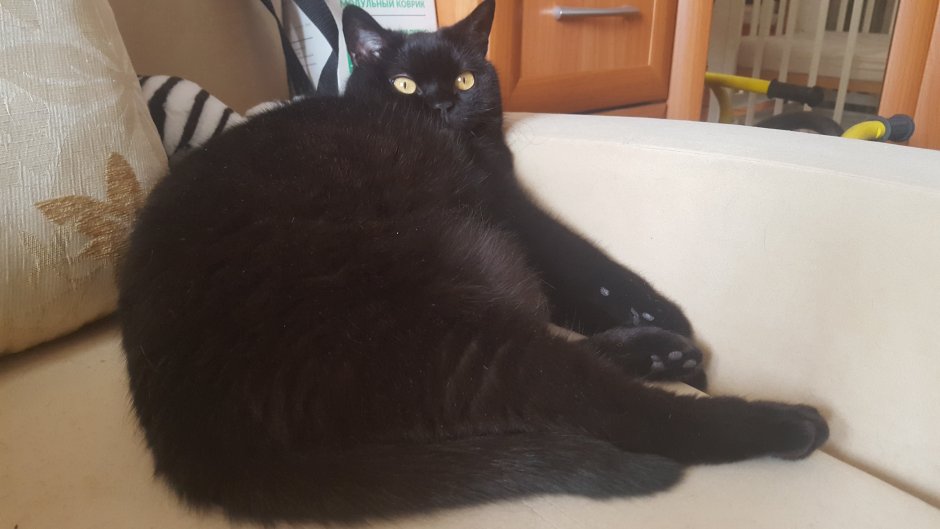 Смешной черный кот