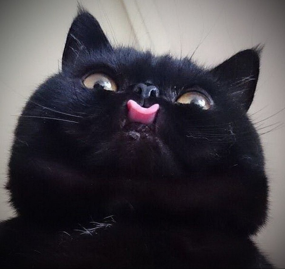 Кот Федор британец черный