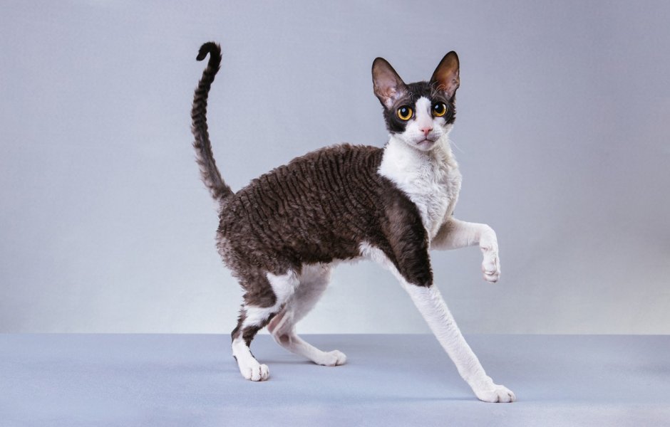 Корниш рекс котята