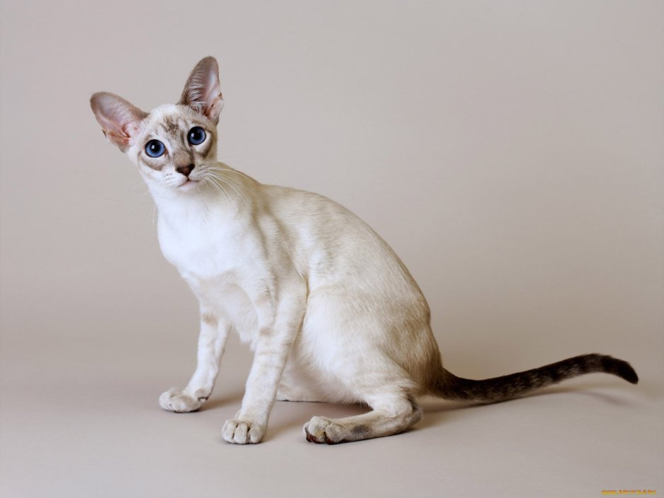 Египетская Сиамская кошка