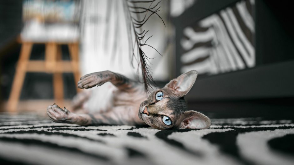 Кошки сфинкс на рабочий стол