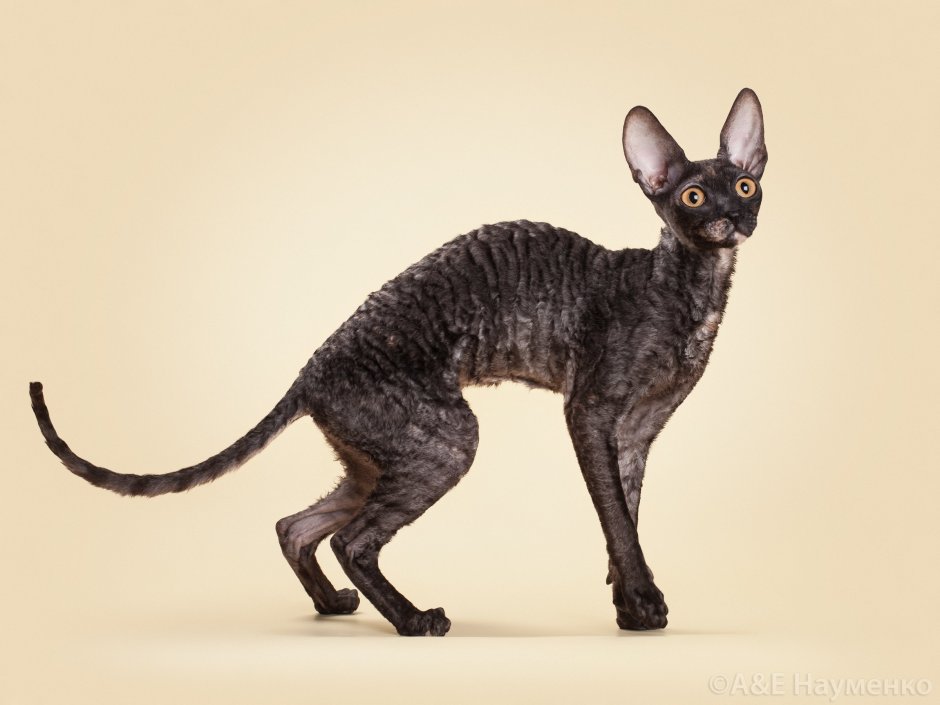 Корниш рекс черный