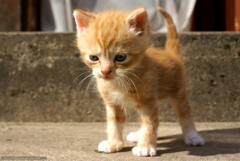 Маленький котенок
