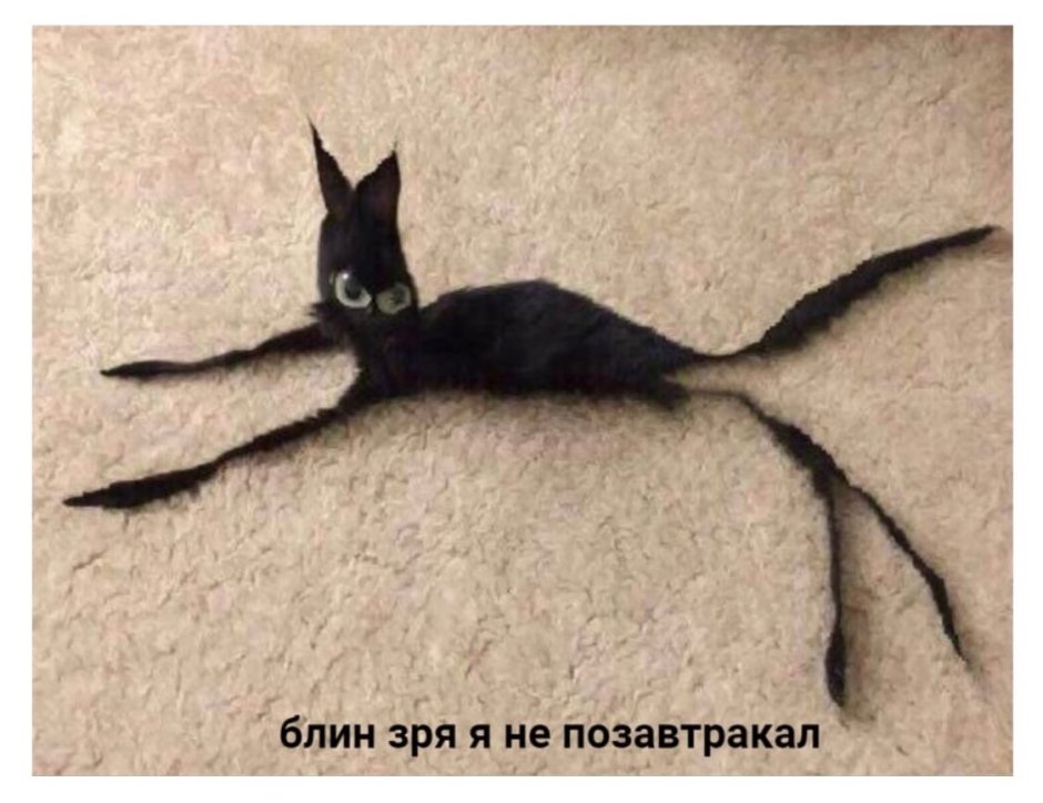 Худой кот
