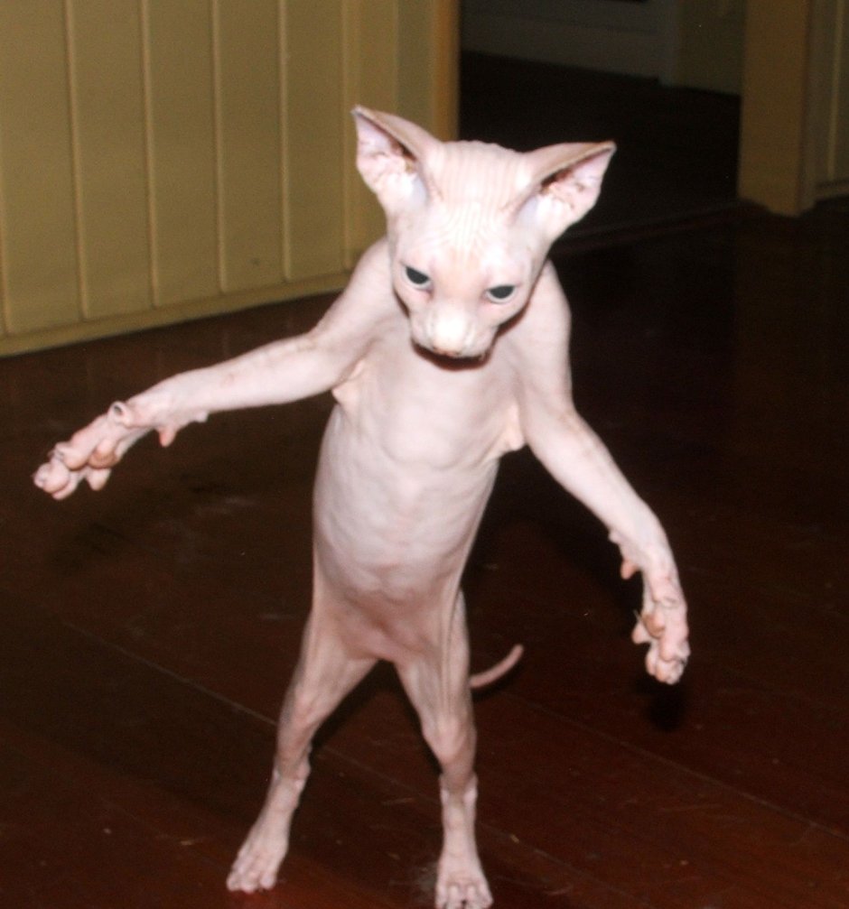 Тощий кот