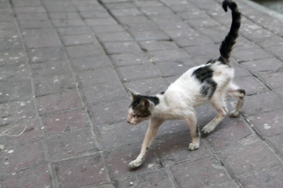 Худой дворовый кот