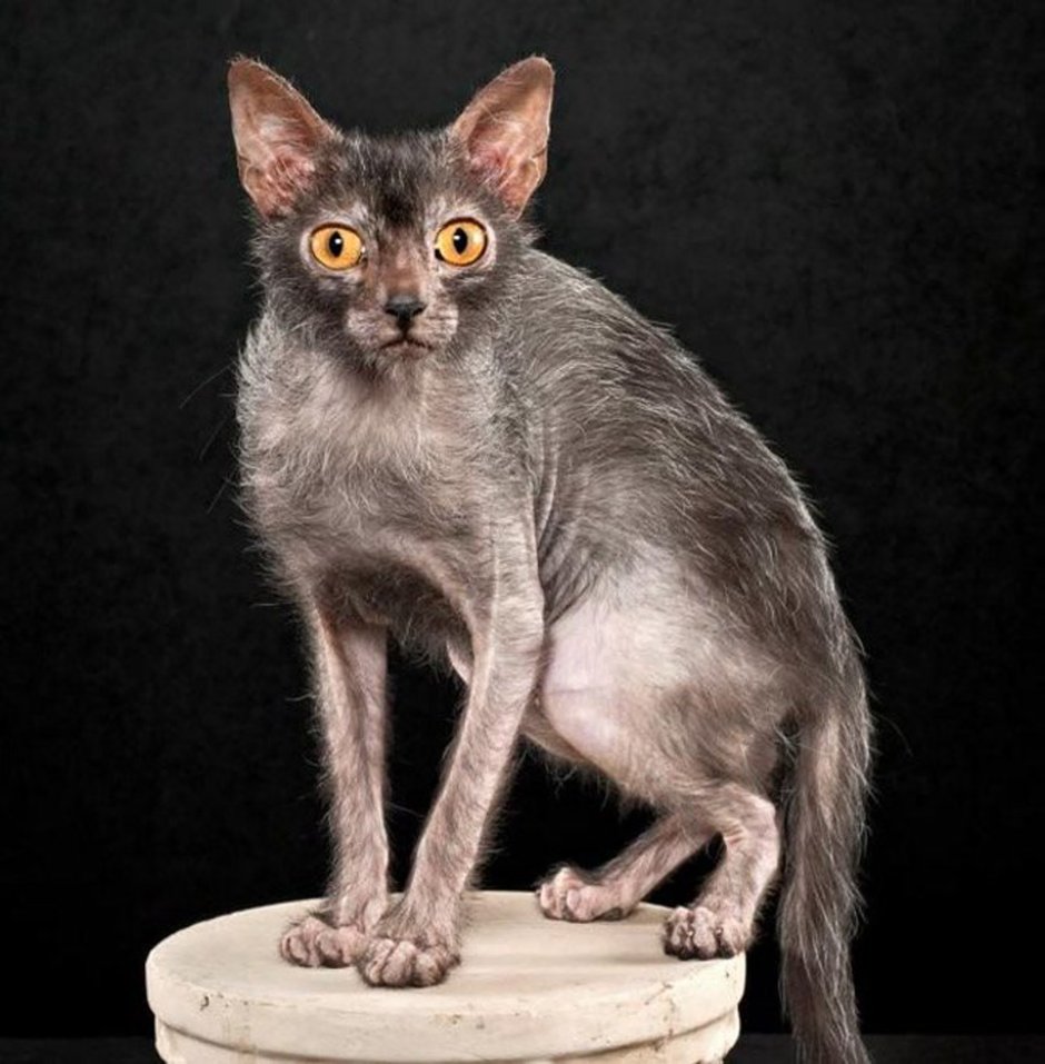 Коты Ликои