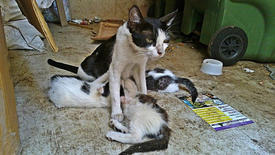 Больные бездомные котята