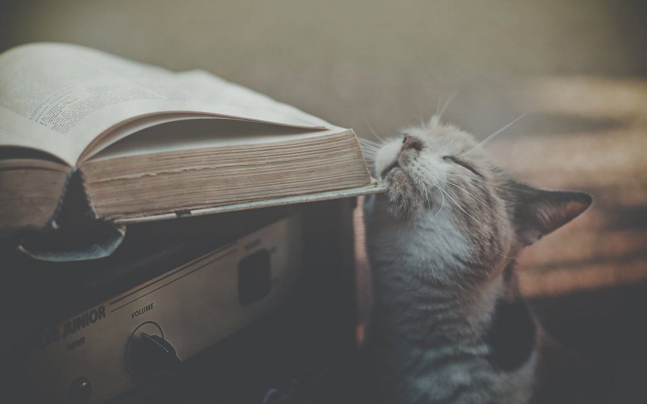 Кот с книгой