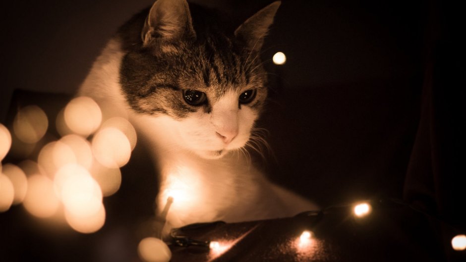 Новогодние коты на рабочий стол