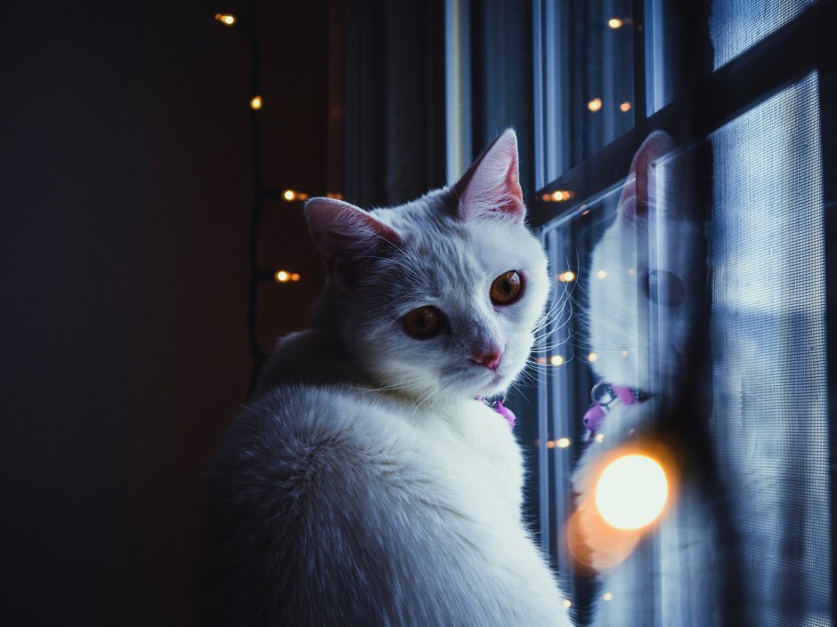 Котики Эстетика