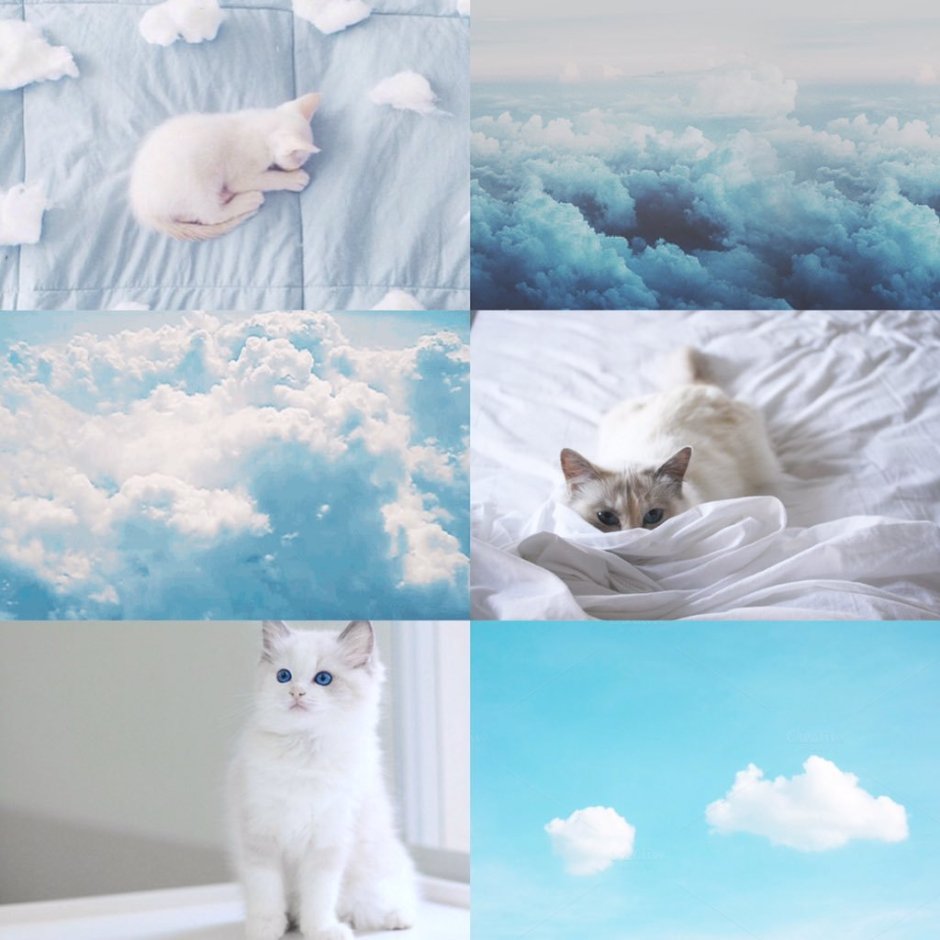 Коты эстетика обои
