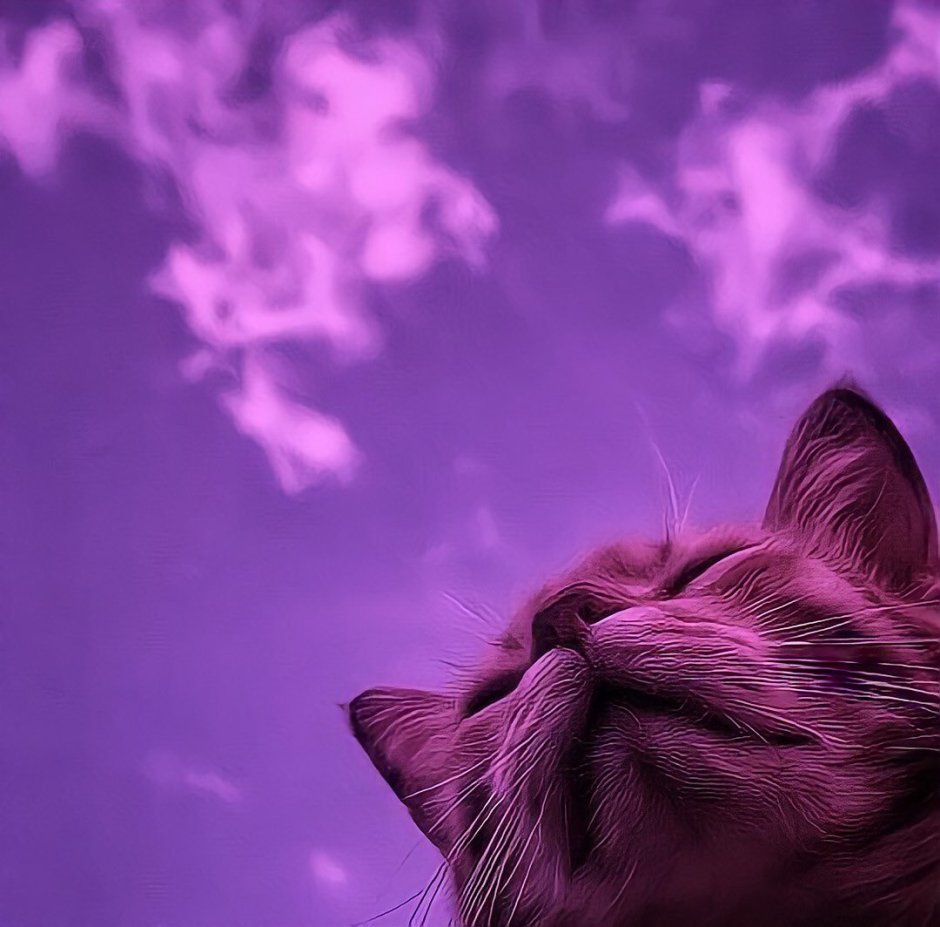 Сиреневая кошка