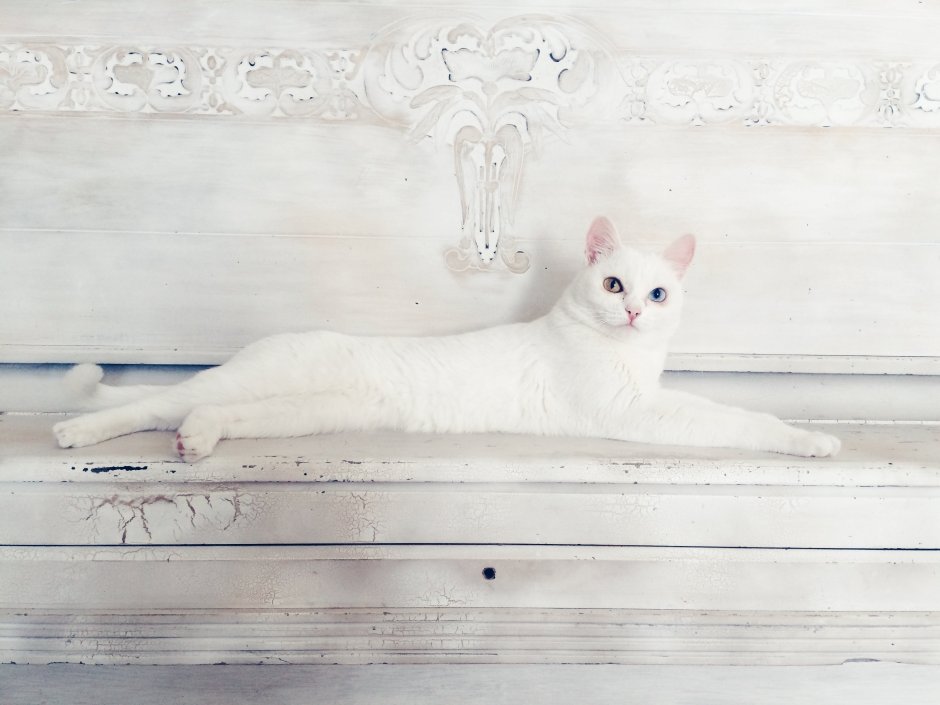 Грациозная белая кошка