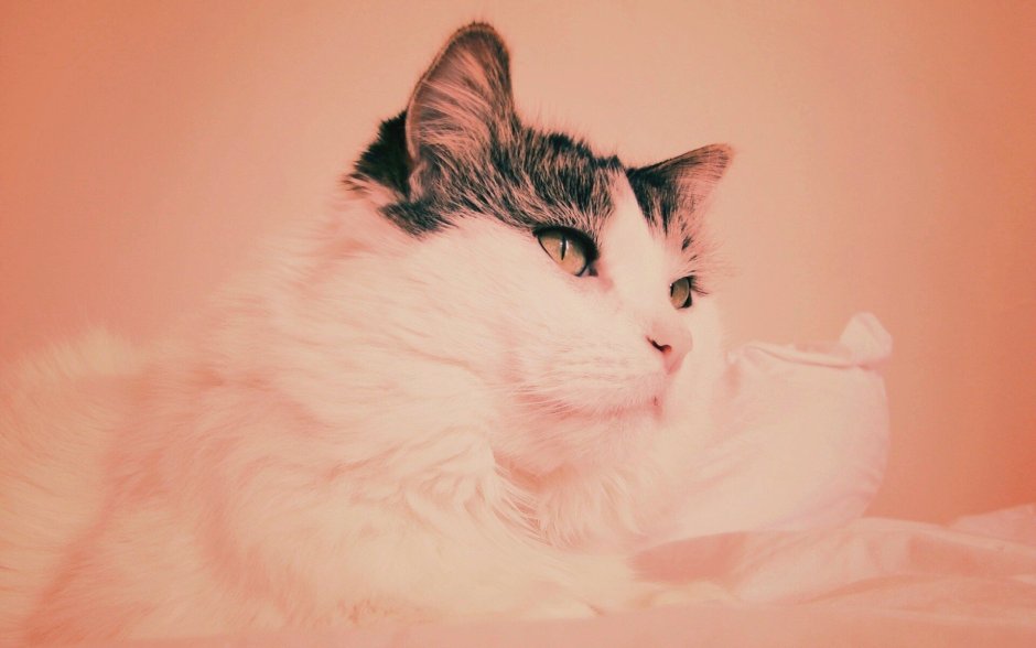 Обои котиков