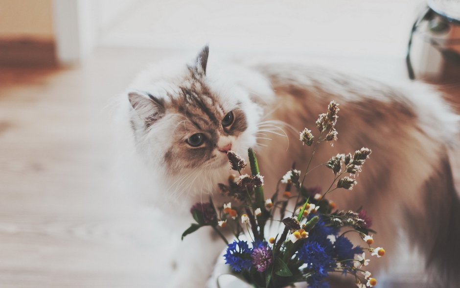 Котик Эстетика с цветами