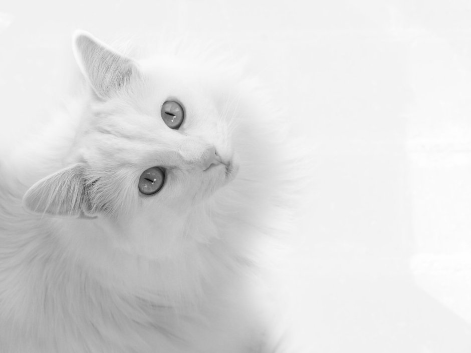 Белый котенок