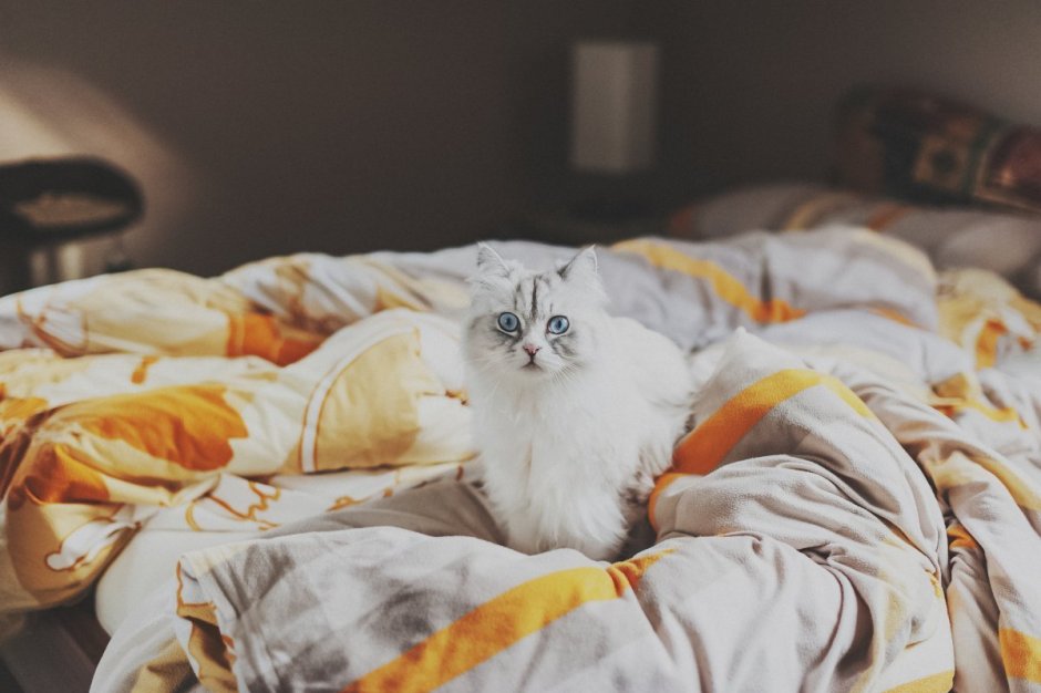 Кот в кровати