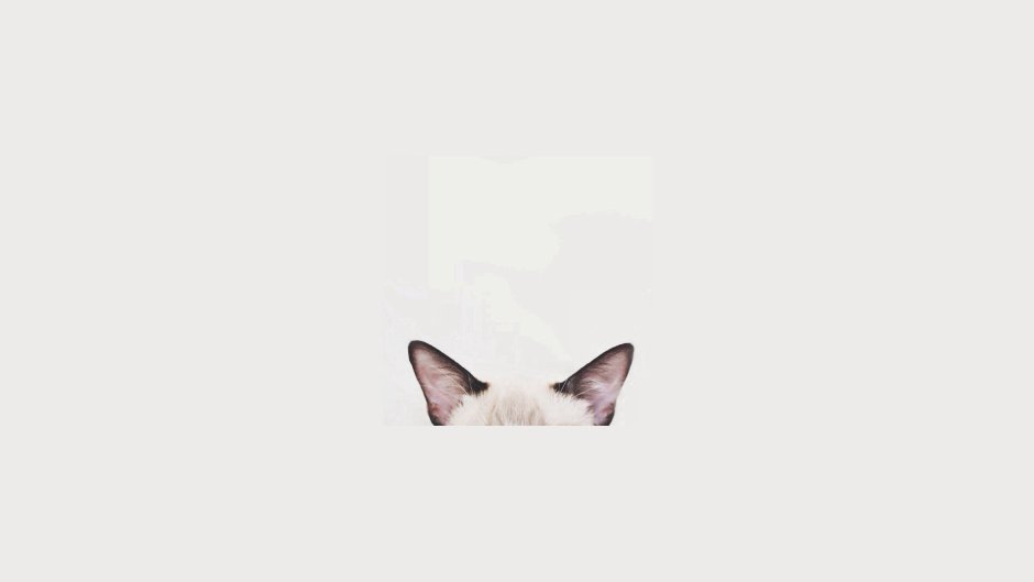 Коты Минимализм