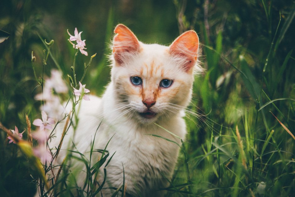Обои на рабочий стол коты