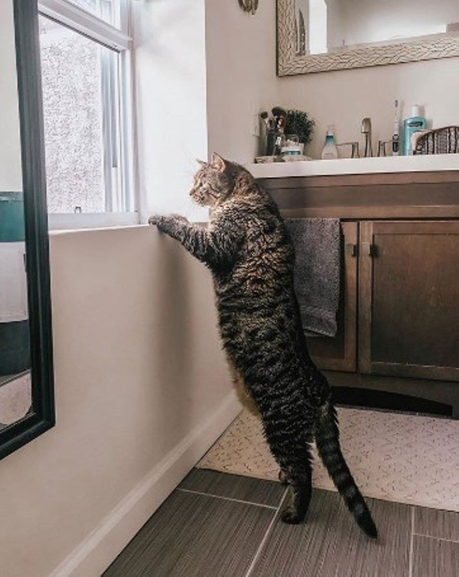 Кот Саванна