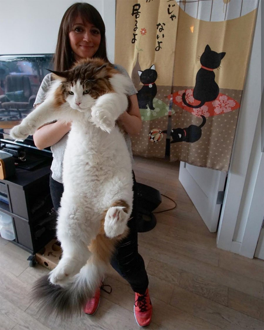 Мейн кун 35 кг