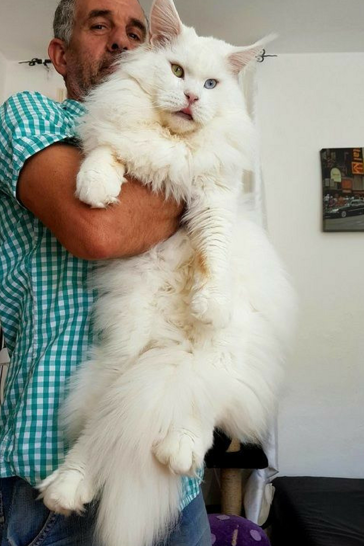 Котозавр рекс