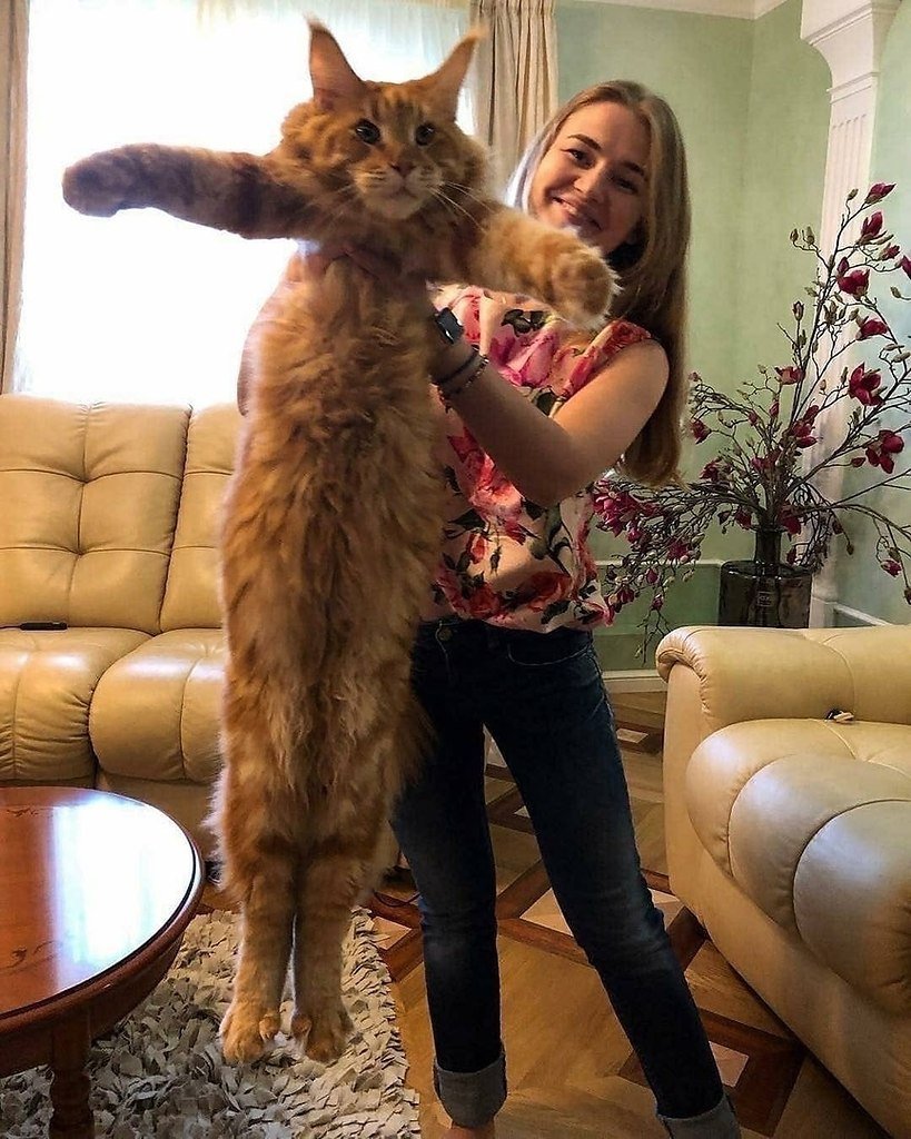 Кот Мейн кун Лотус