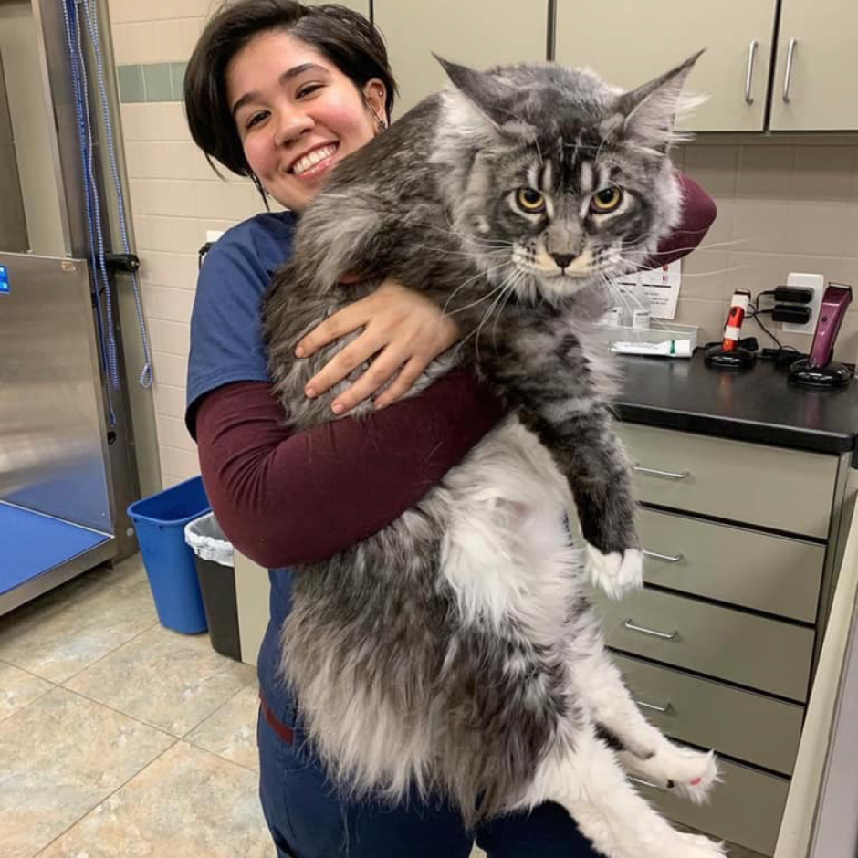 Кот Мейн кун на руках